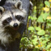 Human cases of raccoon parasite may be your best excuse to buy a flamethrower