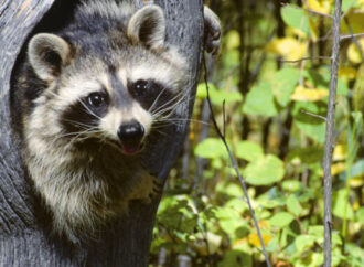 Human cases of raccoon parasite may be your best excuse to buy a flamethrower