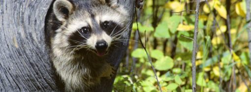 Human cases of raccoon parasite may be your best excuse to buy a flamethrower