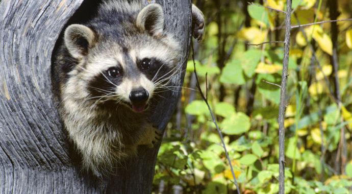 Human cases of raccoon parasite may be your best excuse to buy a flamethrower