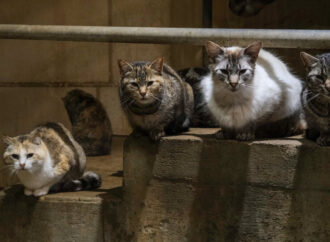 Could Our Feline Friends Be a New Vector for Bird Flu Evolution?