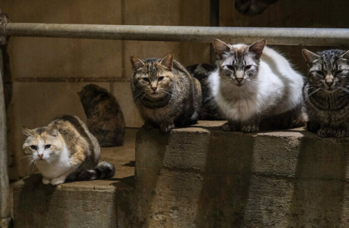 Could Our Feline Friends Be a New Vector for Bird Flu Evolution?