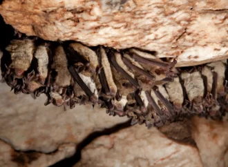 The Hidden Dangers of Bat Guano: A Warning for Cannabis Growers