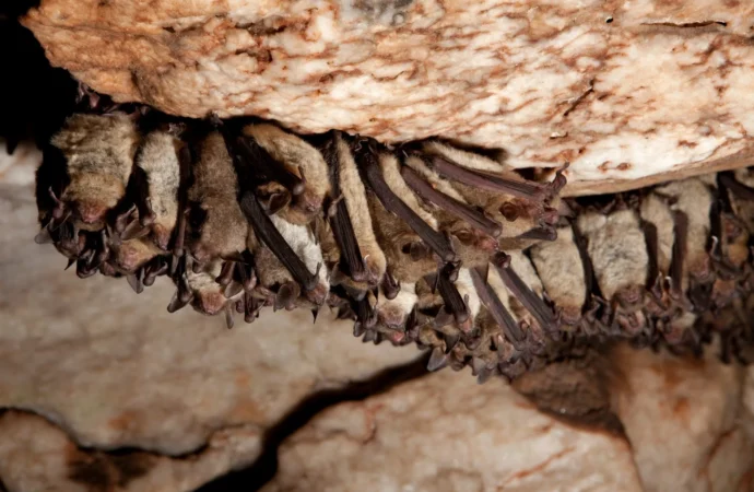 The Hidden Dangers of Bat Guano: A Warning for Cannabis Growers