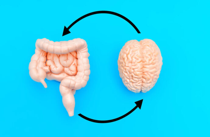 From Gut to Gray Matter: The Surprising Role of Microbes in Human Brain Evolution