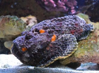 Unveiling the Sting: Stonefish Venom’s Surprising Potential in Medical Research