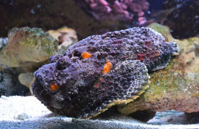 Unveiling the Sting: Stonefish Venom’s Surprising Potential in Medical Research