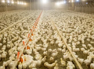 The Chicken Conundrum: America’s Favorite Bird and the Hidden Costs of Consumption