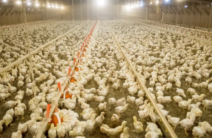 The Chicken Conundrum: America’s Favorite Bird and the Hidden Costs of Consumption