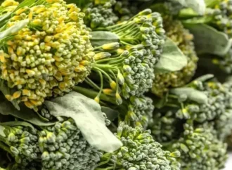 Unlocking Broccoli’s Power: A Guide to Harnessing its Blood Sugar Benefits