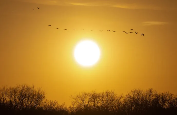 Avian Influenza: The Ongoing Threat and What It Means for Public Health