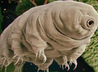 Harnessing Tardigrade Resilience: A New Frontier in Radiation Protection for Cancer Therapy