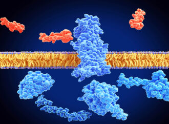 Harnessing Nature’s Wisdom: How Gut Microbes and Hormones May Help Regulate Sugar Cravings