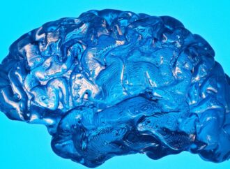 Embracing Novelty: A Path to Enhanced Brain Health