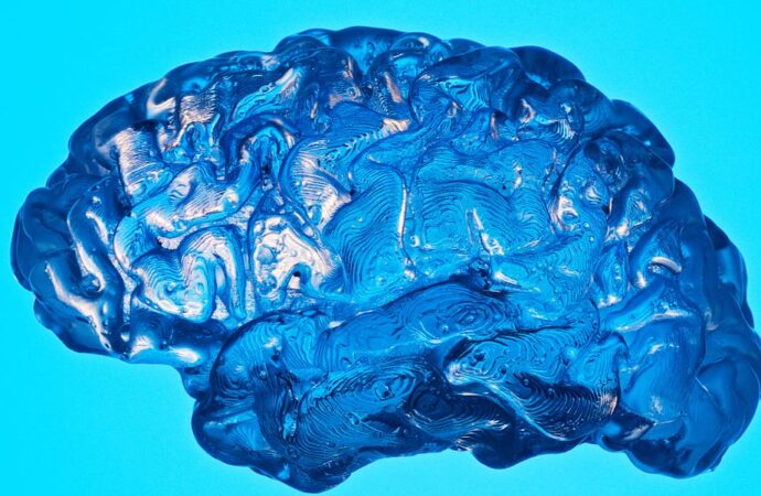 Embracing Novelty: A Path to Enhanced Brain Health