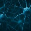 The Brain’s Hidden Janitors: Unveiling a New Frontier in Neurodegeneration